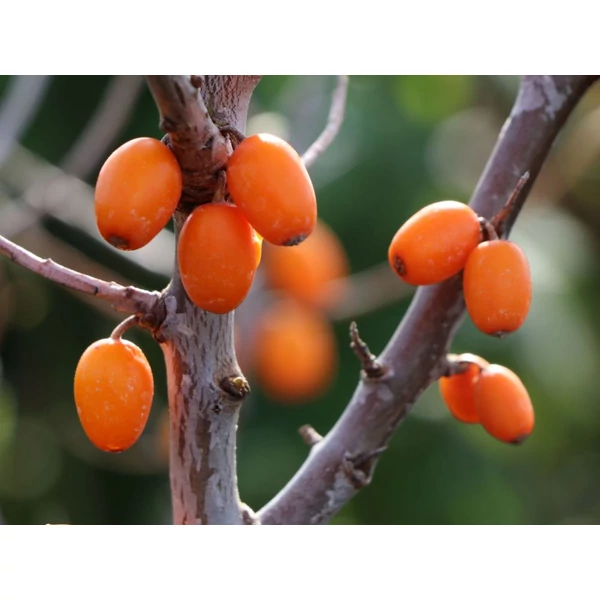 Hippophae rhamnoides 'Leikora' - Homoktövis, termős