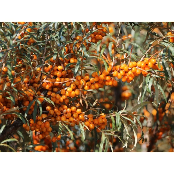Hippophae rhamnoides 'Leikora' - Homoktövis, termős