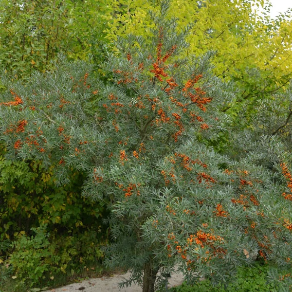 Hippophae rhamnoides 'Leikora' - Homoktövis, termős