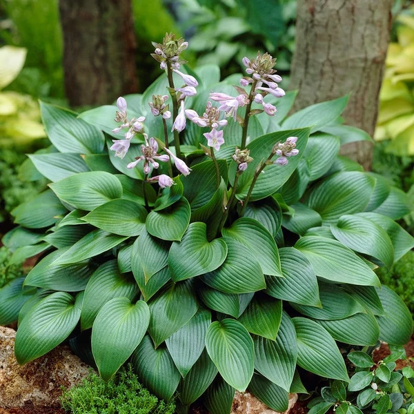 Hosta 'Devon Green' - Árnyékliliom