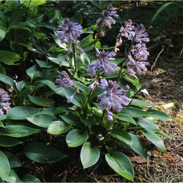 Hosta 'Devon Green' - Árnyékliliom