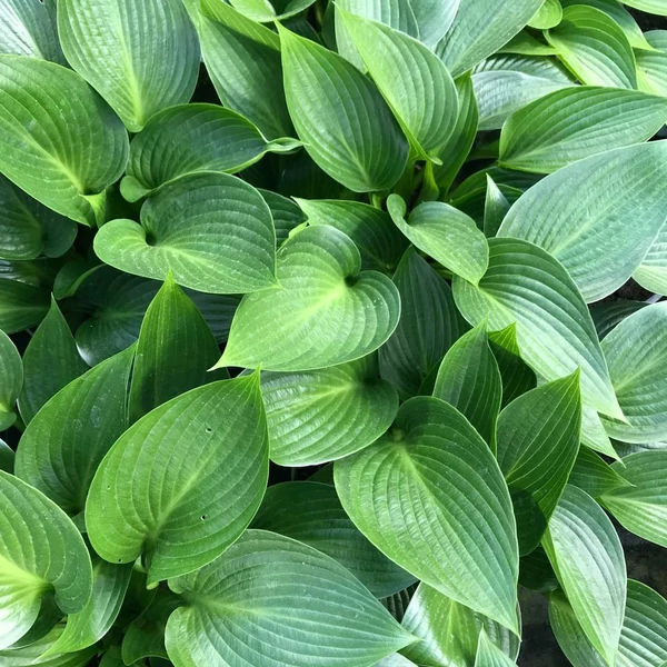 Hosta 'Devon Green' - Árnyékliliom