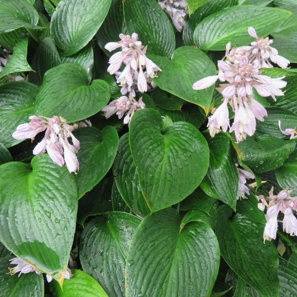 Hosta 'Devon Green' - Árnyékliliom
