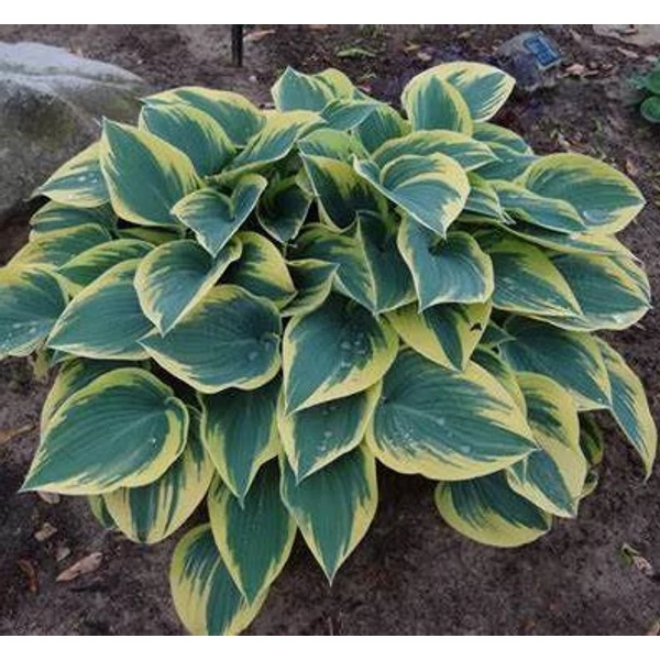 Hosta 'First Frost' - Árnyékliliom