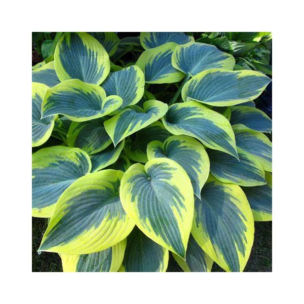 Hosta 'First Frost' - Árnyékliliom