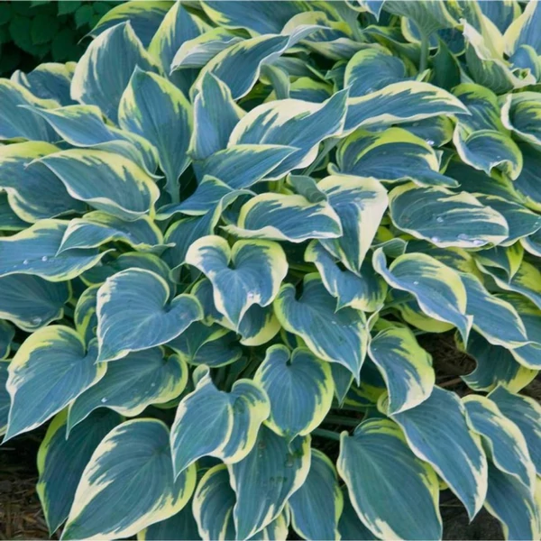 Hosta 'First Frost' - Árnyékliliom