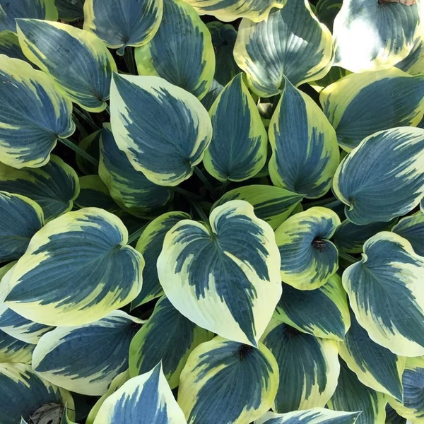 Hosta 'First Frost' - Árnyékliliom