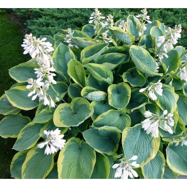 Hosta 'Frances Williams' - Árnyékliliom
