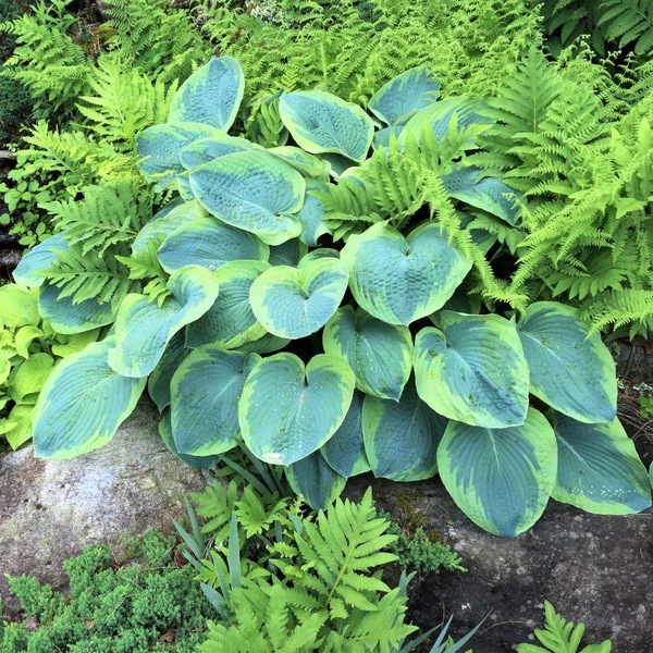 Hosta 'Frances Williams' - Árnyékliliom