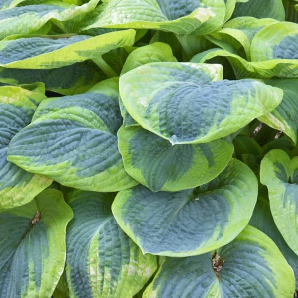 Hosta 'Frances Williams' - Árnyékliliom
