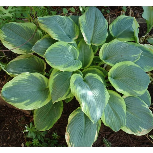 Hosta 'Frances Williams' - Árnyékliliom