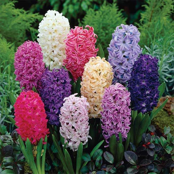Hyacinthus - Jácint, színkeverék