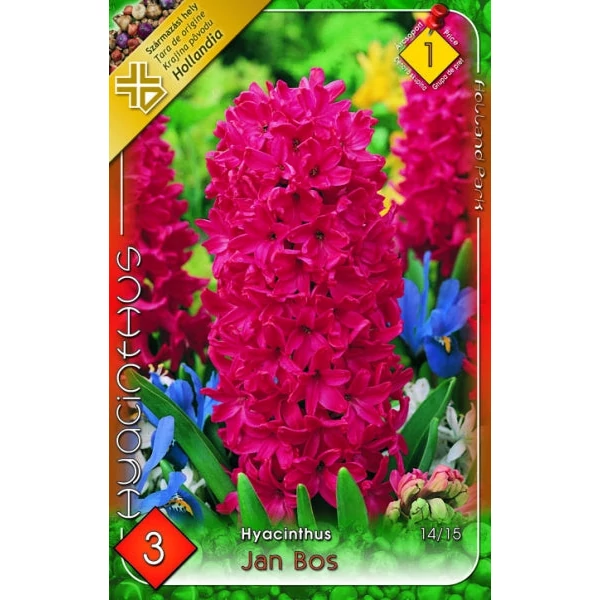 Hyacinthus 'Jan Bos' - Jácint