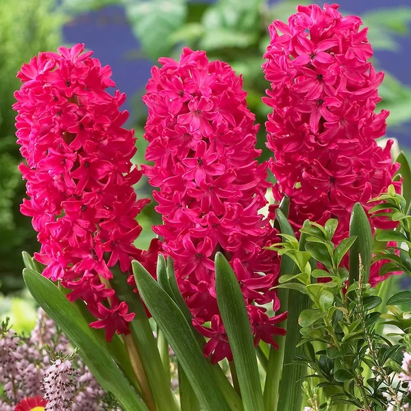Hyacinthus 'Jan Bos' - Jácint