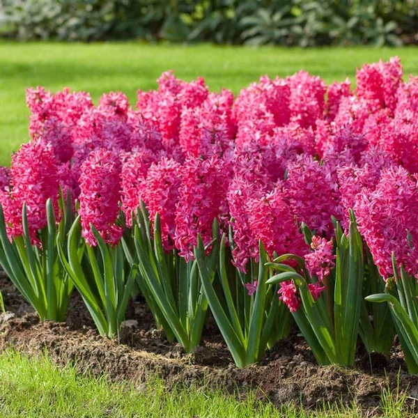 Hyacinthus 'Jan Bos' - Jácint