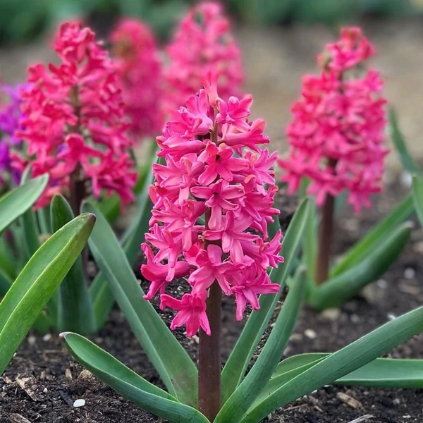 Hyacinthus 'Jan Bos' - Jácint