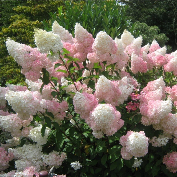 Hydrangea paniculata 'Vanille Fraise' - Bugás hortenzia