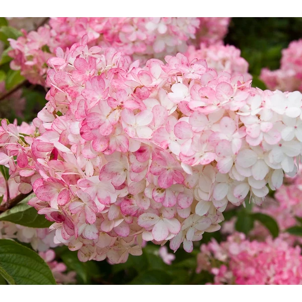 Hydrangea paniculata 'Vanille Fraise' - Bugás hortenzia