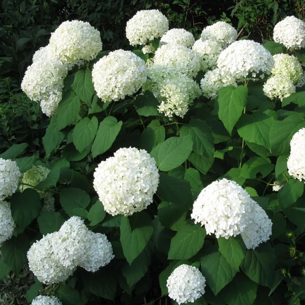 Hydrangea arborescens 'Annabelle' - Cserjés hortenzia