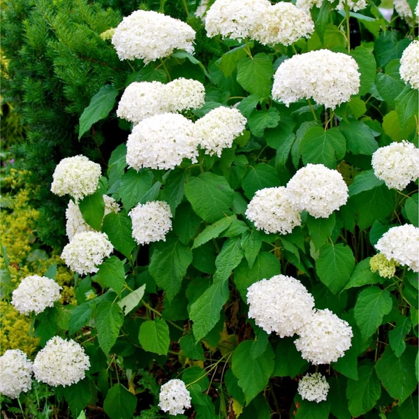 Hydrangea arborescens 'Annabelle' - Cserjés hortenzia