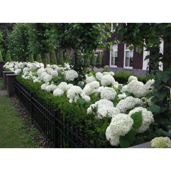 Hydrangea arborescens 'Annabelle' - Cserjés hortenzia