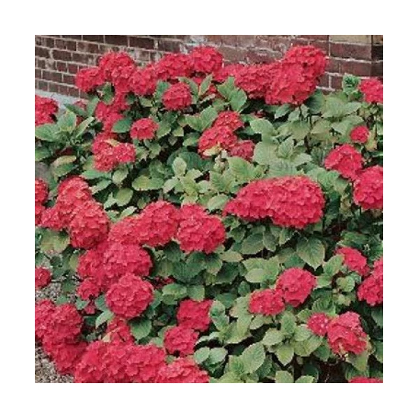 Hydrangea macrophylla 'Masja' (syn.: 'Sibilla') - Kerti hortenzia