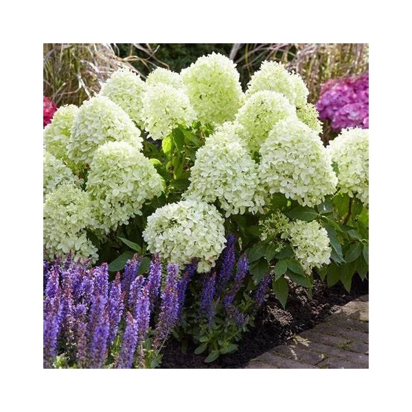 Hydrangea paniculata 'Little Spooky' - Bugás hortenzia