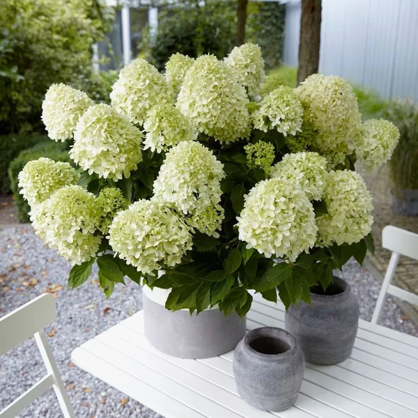 Hydrangea paniculata 'Little Spooky' - Bugás hortenzia