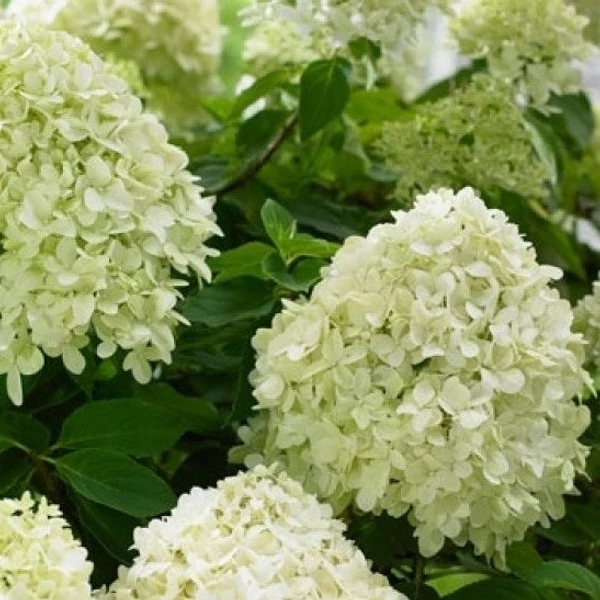 Hydrangea paniculata 'Little Spooky' - Bugás hortenzia