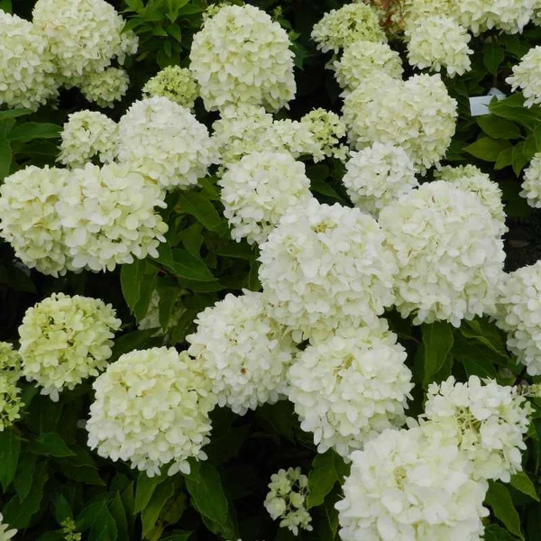 Hydrangea paniculata 'Little Spooky' - Bugás hortenzia