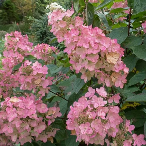 Hydrangea paniculata 'Pink Diamond' - Bugás hortenzia