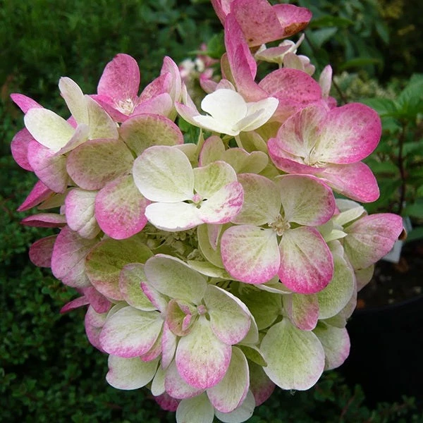 Hydrangea paniculata 'Pink Diamond' - Bugás hortenzia