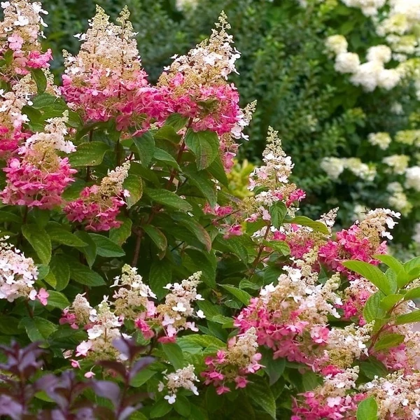 Hydrangea paniculata 'Pink Diamond' - Bugás hortenzia