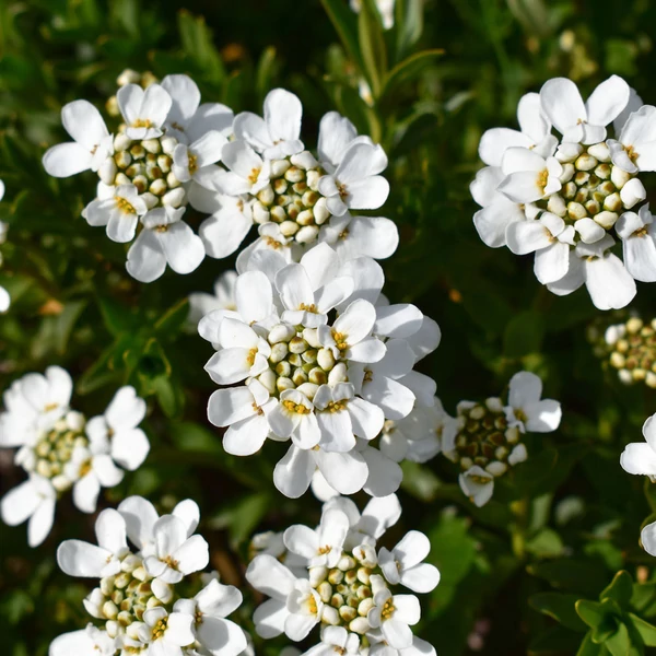 Iberis sempervirens 'Fischbeck' - Örökzöld tatárvirág