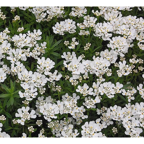 Iberis sempervirens 'Fischbeck' - Örökzöld tatárvirág