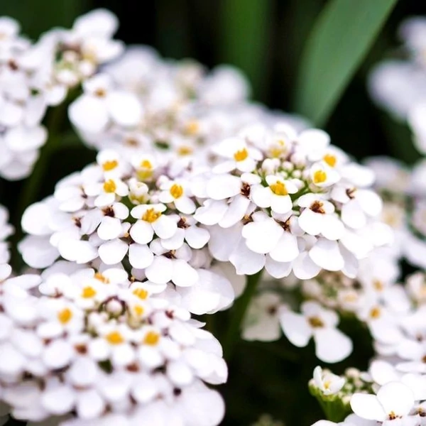 Iberis sempervirens 'Fischbeck' - Örökzöld tatárvirág