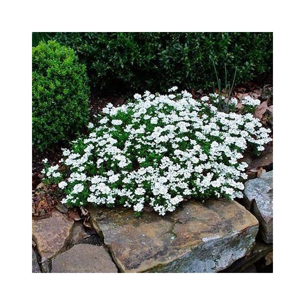 Iberis sempervirens 'Fischbeck' - Örökzöld tatárvirág