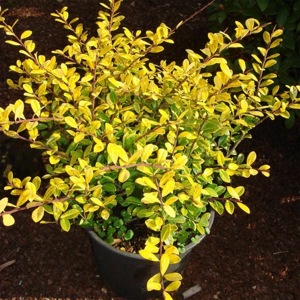 Ilex crenata 'Golden Gem' - Csipkéslevelű magyal