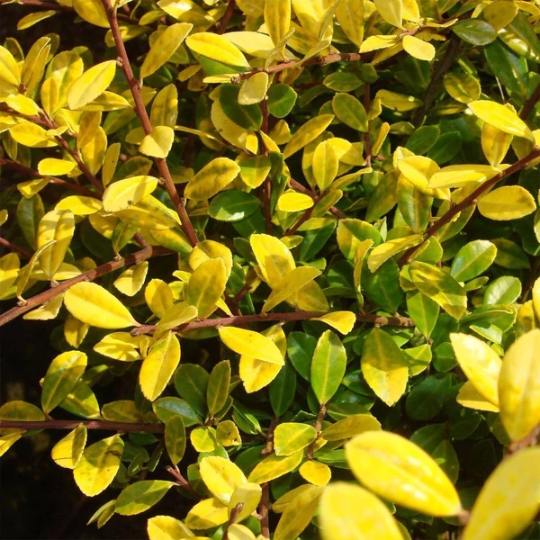 Ilex crenata 'Golden Gem' - Csipkéslevelű magyal