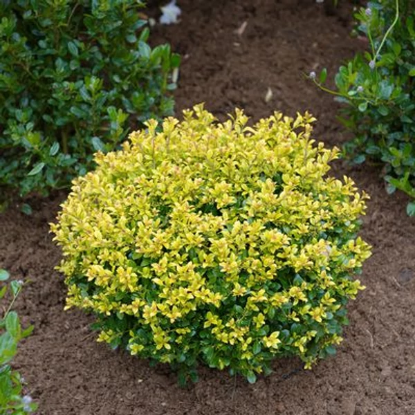 Ilex crenata 'Golden Gem' - Csipkéslevelű magyal