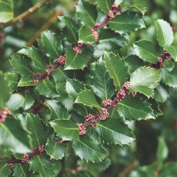 Ilex meserveae 'Blue Prince' - Kék magyal, porzós