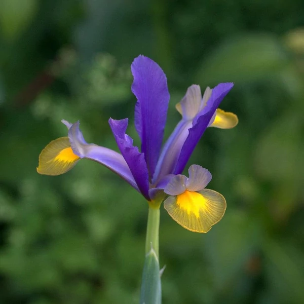Iris hollandica 'Frans Hals' - Holland írisz