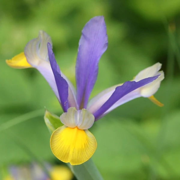 Iris hollandica 'Frans Hals' - Holland írisz