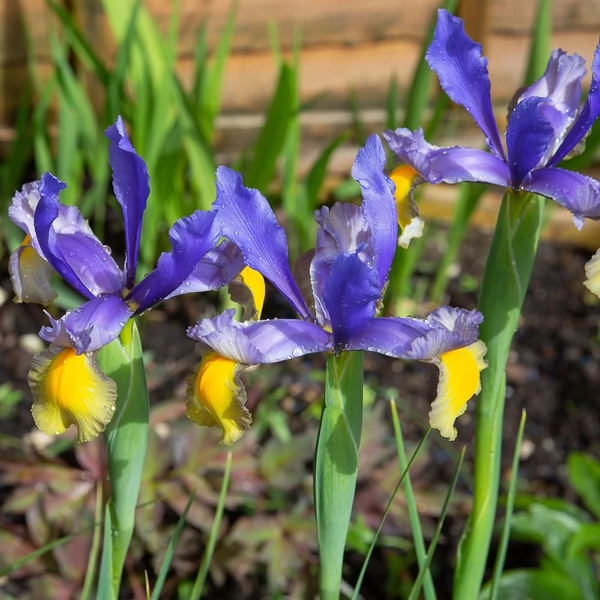 Iris hollandica 'Frans Hals' - Holland írisz