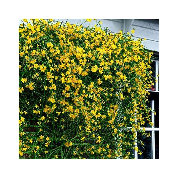 Jasminum nudiflorum - Téli jázmin