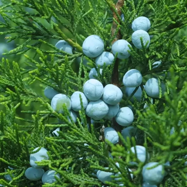 Juniperus chinensis 'Keteleeri' – Kínai jegenyeboróka
