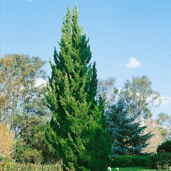 Juniperus chinensis 'Keteleeri' – Kínai jegenyeboróka