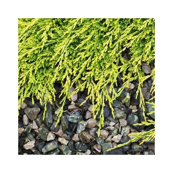 Juniperus horizontalis 'Golden Carpet' – Arany henyeboróka