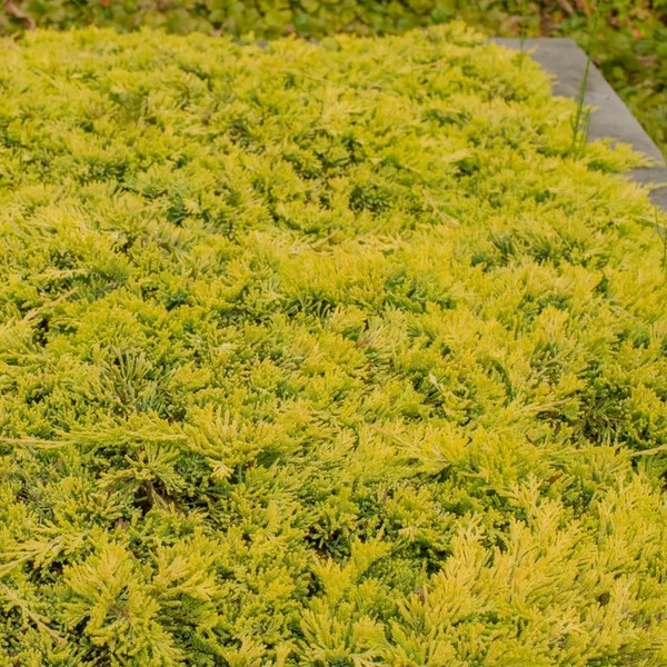 Juniperus horizontalis 'Golden Carpet' – Arany henyeboróka