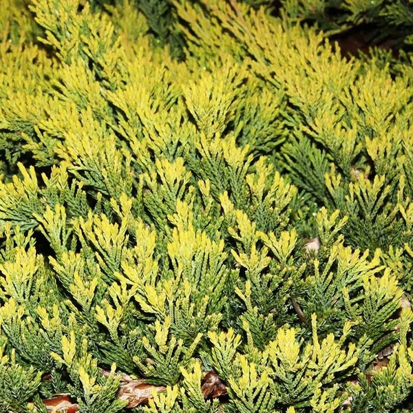 Juniperus horizontalis 'Golden Carpet' – Arany henyeboróka